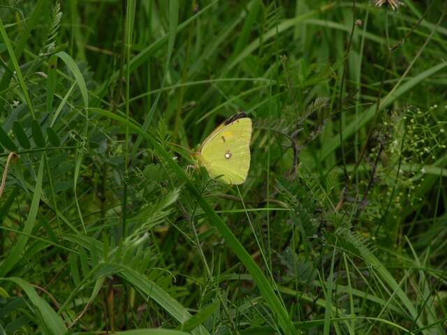 Image of Colias