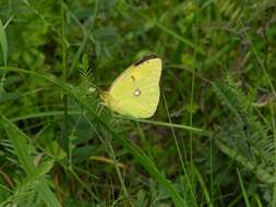 Image of Colias