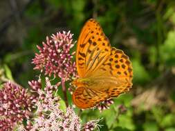 Image of Argynnis