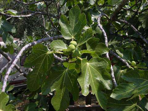 Image of fig