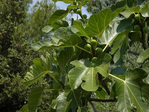 Image of fig