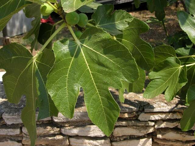 Image of fig