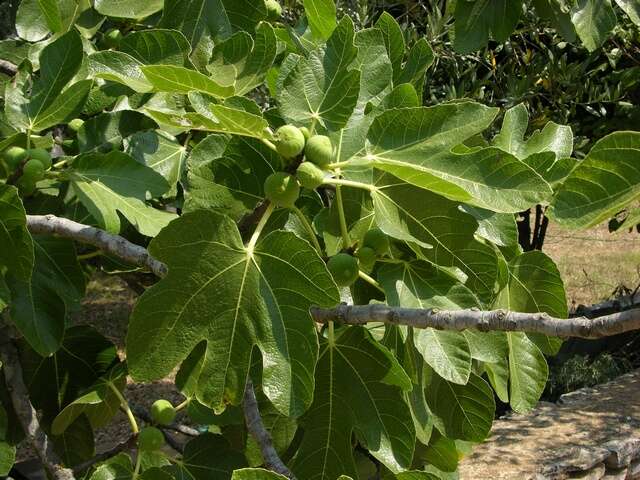 Image of fig