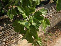 Image of fig