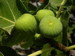 Image of fig