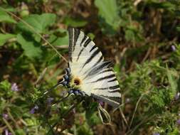 Image of Iphiclides