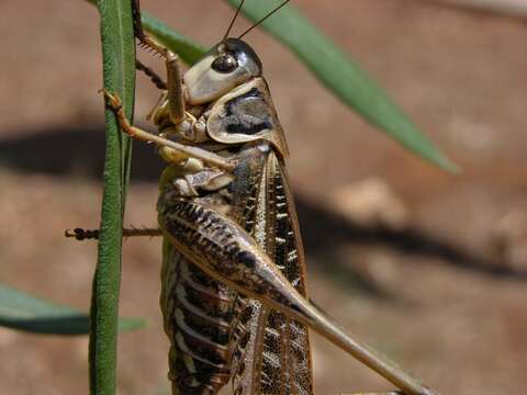 Image de Decticus