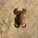 Image of <i>Euscorpius mesotrichus</i>