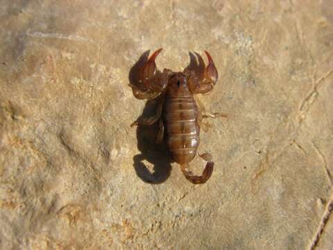 Image of <i>Euscorpius mesotrichus</i>