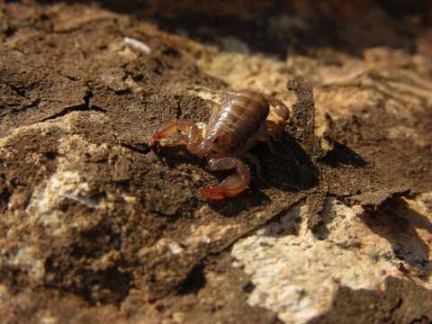 Image of <i>Euscorpius mesotrichus</i>