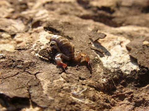 Image of <i>Euscorpius mesotrichus</i>