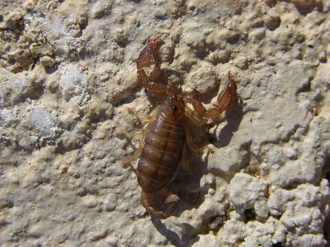 Image of <i>Euscorpius mesotrichus</i>