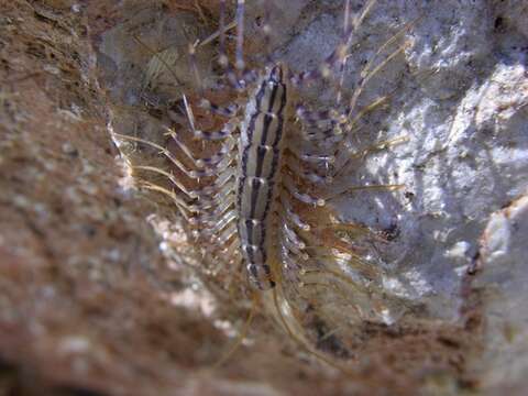 Image of Scutigeromorpha Pocock 1895