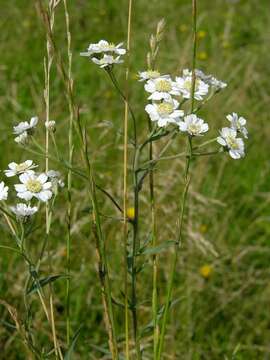 Image of yarrow