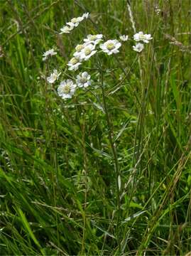 Image of yarrow