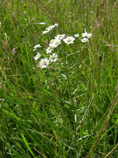 Image of yarrow