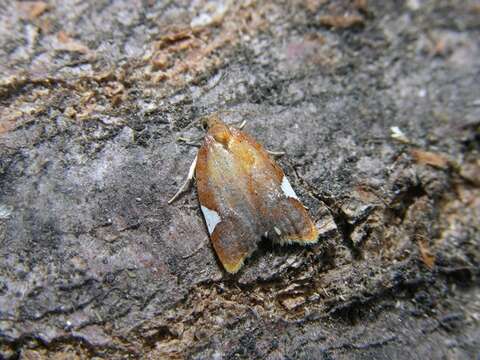 Image of Acleris