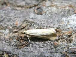 Image de Agriphila