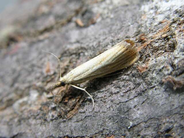 Image de Agriphila