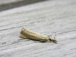 Image de Agriphila