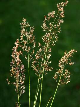 Image de Agrostis