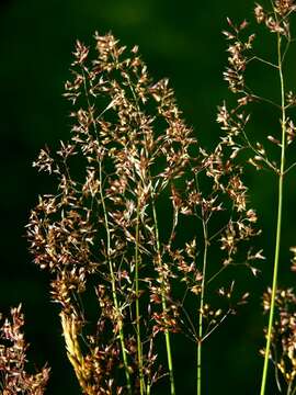 Image de Agrostis