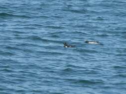 Image of Lesser auk