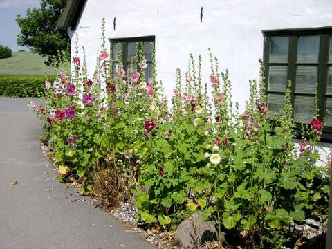 Image of hollyhock