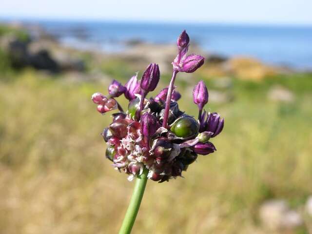 Allium scorodoprasum L.的圖片