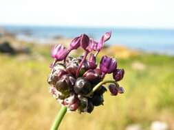 Allium scorodoprasum L.的圖片