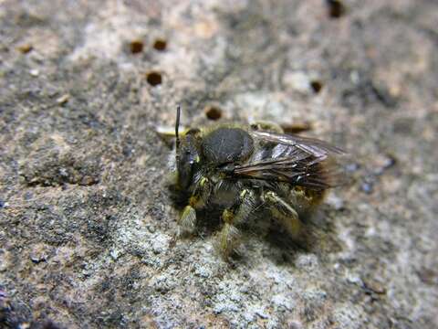 Image of Anthidium Fabricius 1804