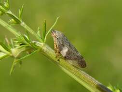 Image of spittlebugs