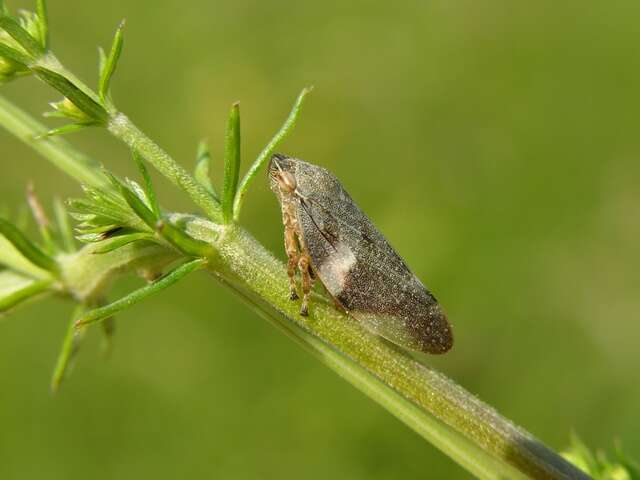 Image of spittlebugs