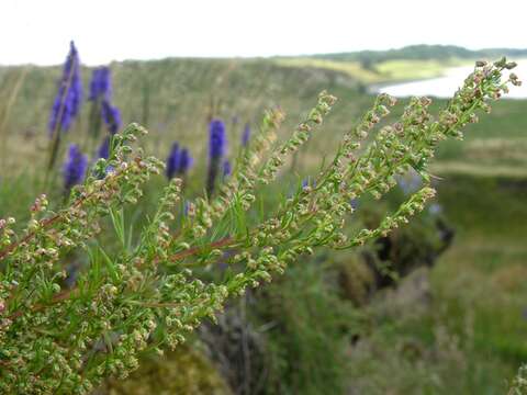 Image of Chickensage