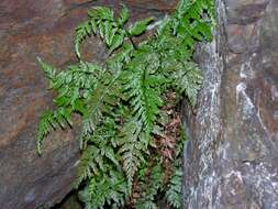 Image of <i>Asplenium adiantum-nigrum</i>