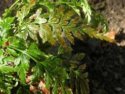 Image of <i>Asplenium adiantum-nigrum</i>