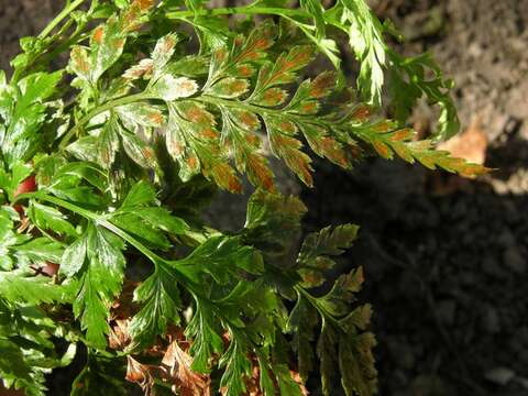 Plancia ëd <i>Asplenium adiantum-nigrum</i>