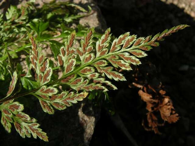 Plancia ëd <i>Asplenium adiantum-nigrum</i>