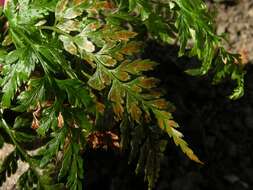 Image of <i>Asplenium adiantum-nigrum</i>