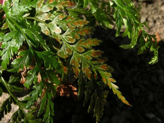 Plancia ëd <i>Asplenium adiantum-nigrum</i>