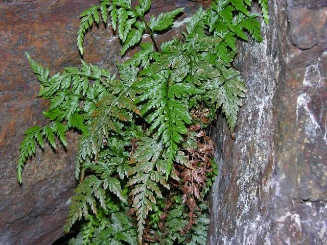 Image of <i>Asplenium adiantum-nigrum</i>