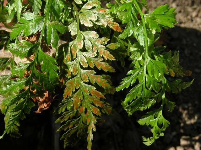 Image of <i>Asplenium adiantum-nigrum</i>