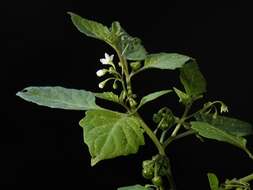 Image of European Black Nightshade