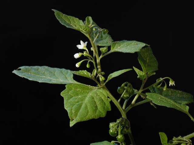 Image of European Black Nightshade