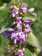 Image of horehound