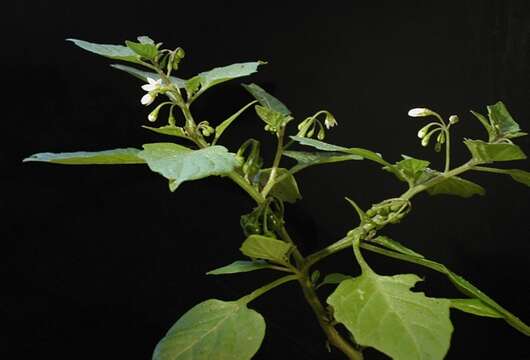 Image of European Black Nightshade