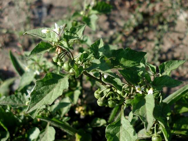 Image of European Black Nightshade