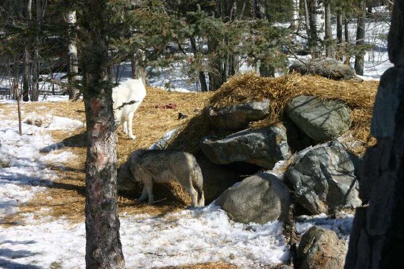 Image of gray wolf