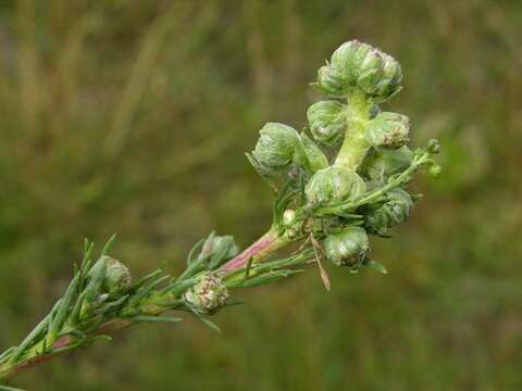 Image of <i>Boucheella artemisiae</i>