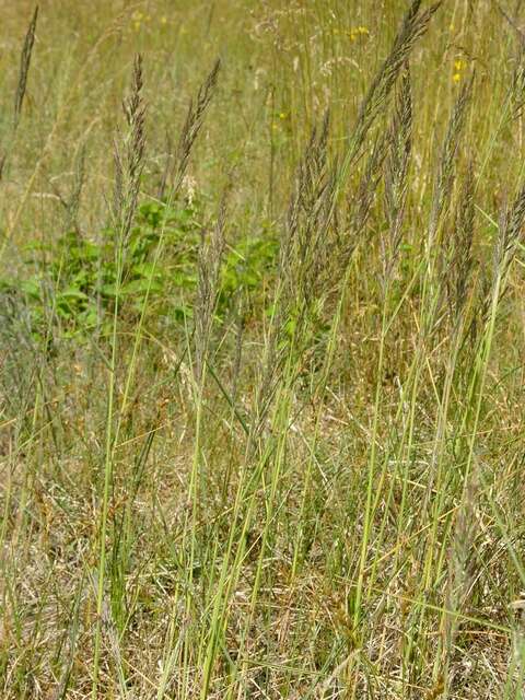 Image of <i>Calamagrostis epigeios</i>